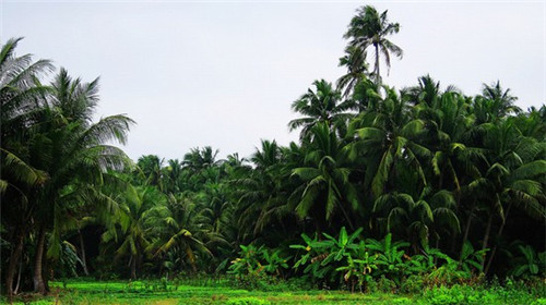 陈厨老坛酸菜鱼